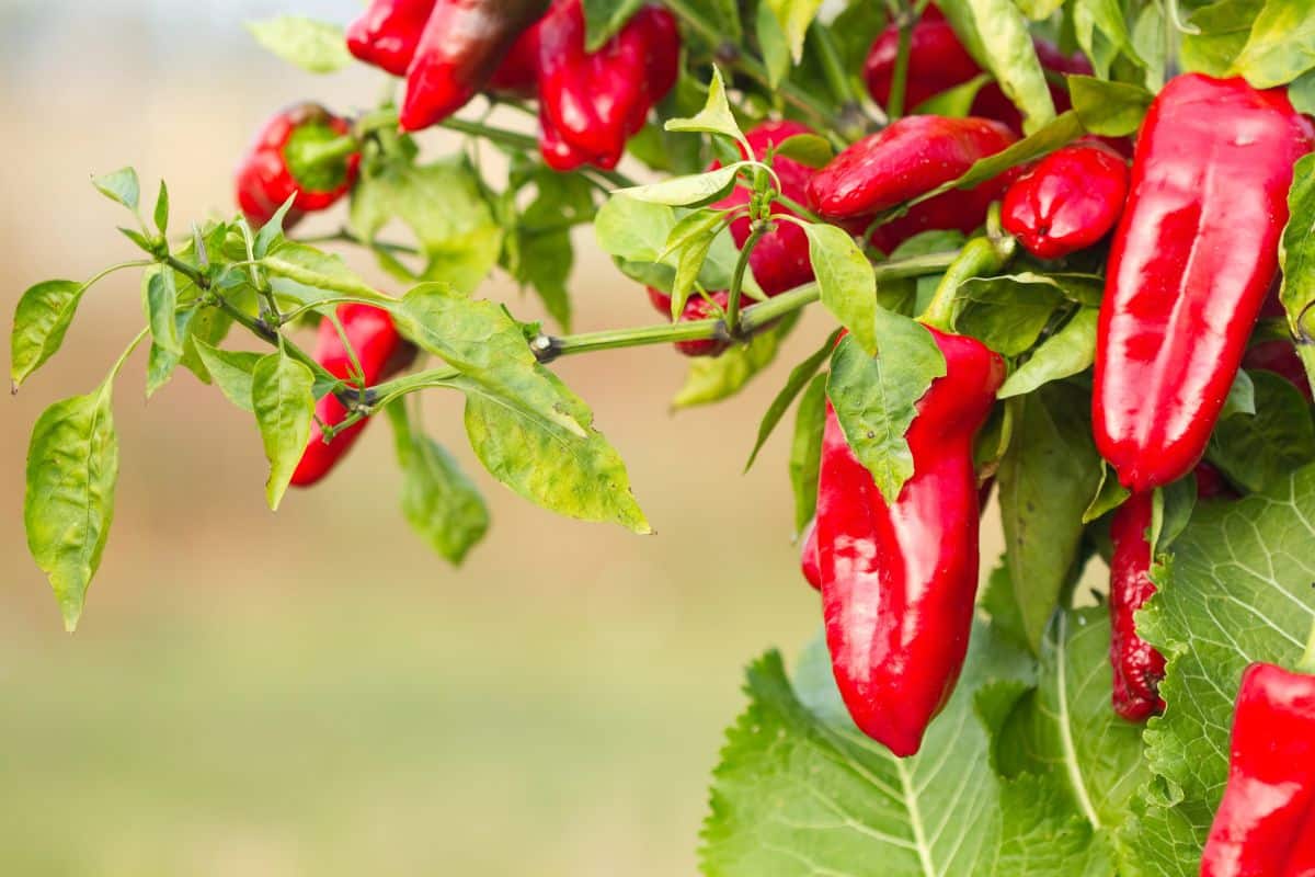 Close-up of ripe red peppers hanging from a plant, surrounded by green leaves. The background is softly blurred, highlighting the vibrant colors of the peppers and foliage, capturing the essence of the spicy food trend.